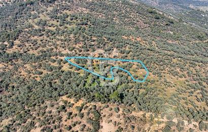 Bayındır Çenikler'de Satılık Zeytinlik