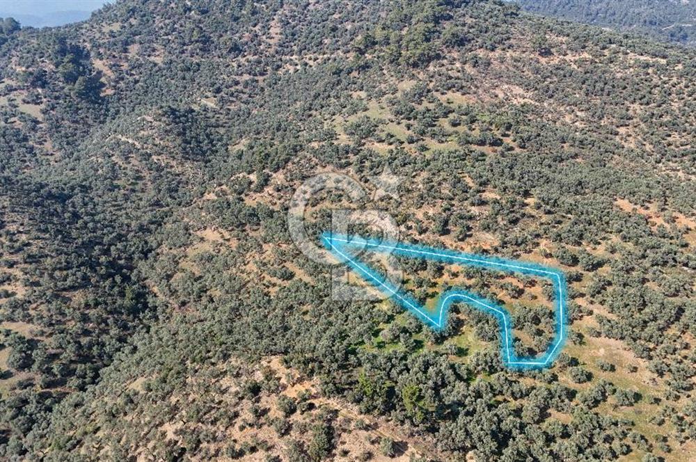 Bayındır Çenikler'de Satılık Zeytinlik