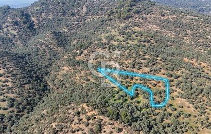 Bayındır Çenikler'de Satılık Zeytinlik