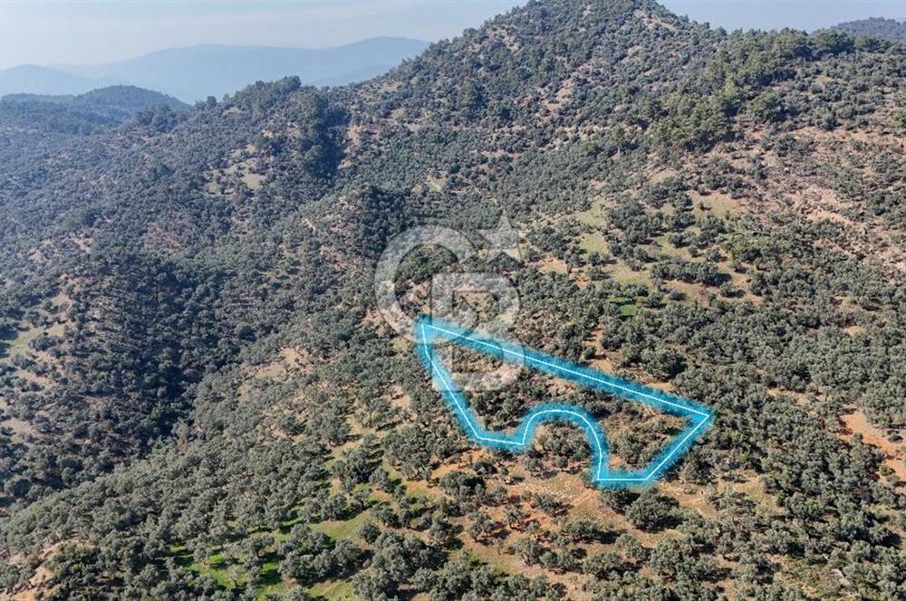 Bayındır Çenikler'de Satılık Zeytinlik