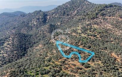 Bayındır Çenikler'de Satılık Zeytinlik