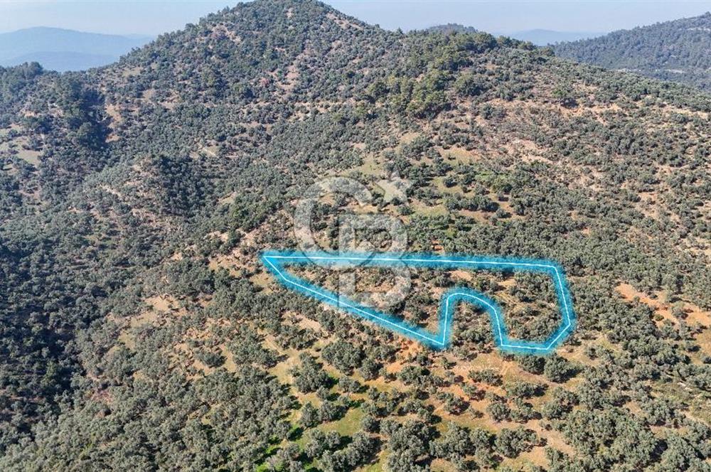 Bayındır Çenikler'de Satılık Zeytinlik