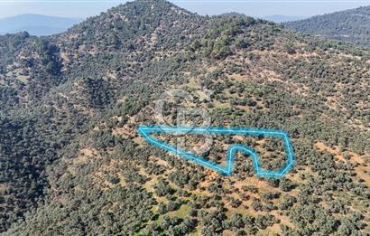 Bayındır Çenikler'de Satılık Zeytinlik