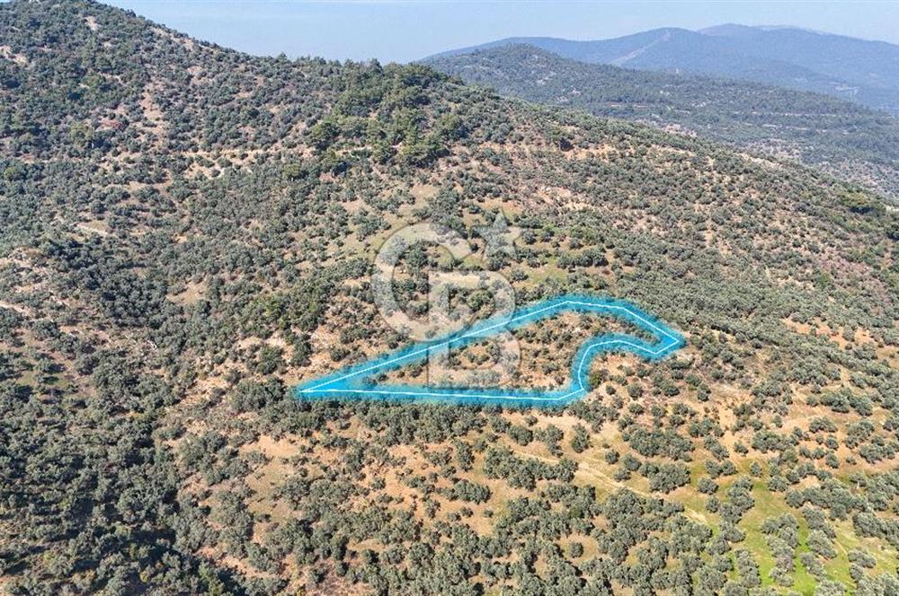 Bayındır Çenikler'de Satılık Zeytinlik