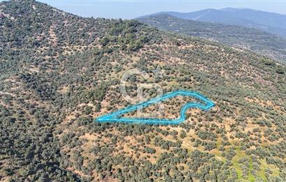 Bayındır Çenikler'de Satılık Zeytinlik