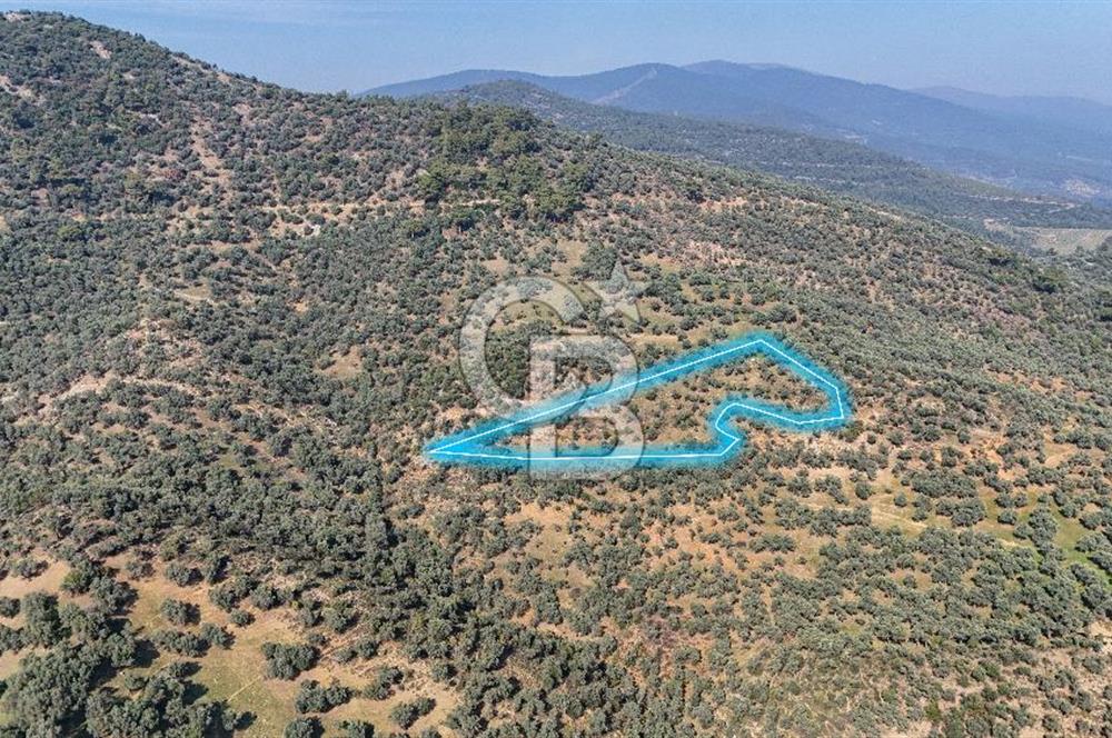 Bayındır Çenikler'de Satılık Zeytinlik