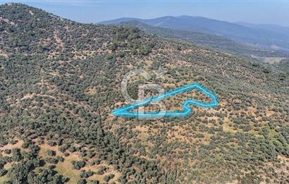 Bayındır Çenikler'de Satılık Zeytinlik