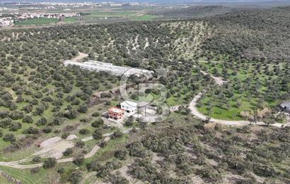 Gömeç'te Denize Yakın Satılık Villa Arsası