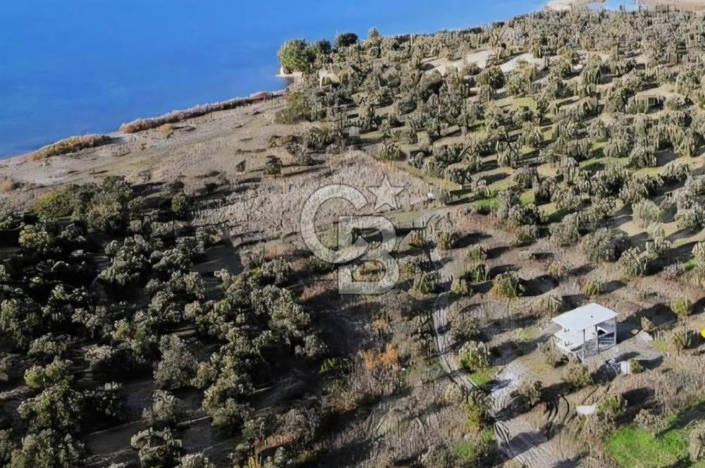 Gömeç'te Denize Yakın Satılık Villa Arsası