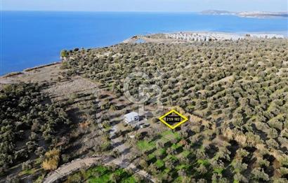 Gömeç'te Denize Yakın Satılık Villa Arsası
