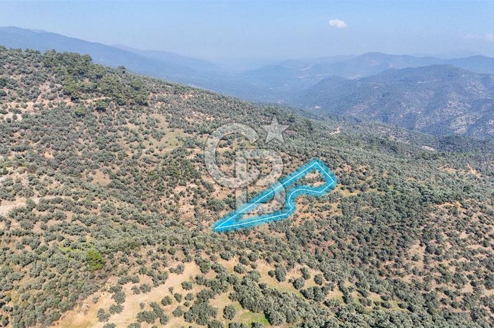 Bayındır Çenikler'de Satılık Zeytinlik