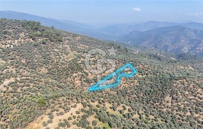 Bayındır Çenikler'de Satılık Zeytinlik