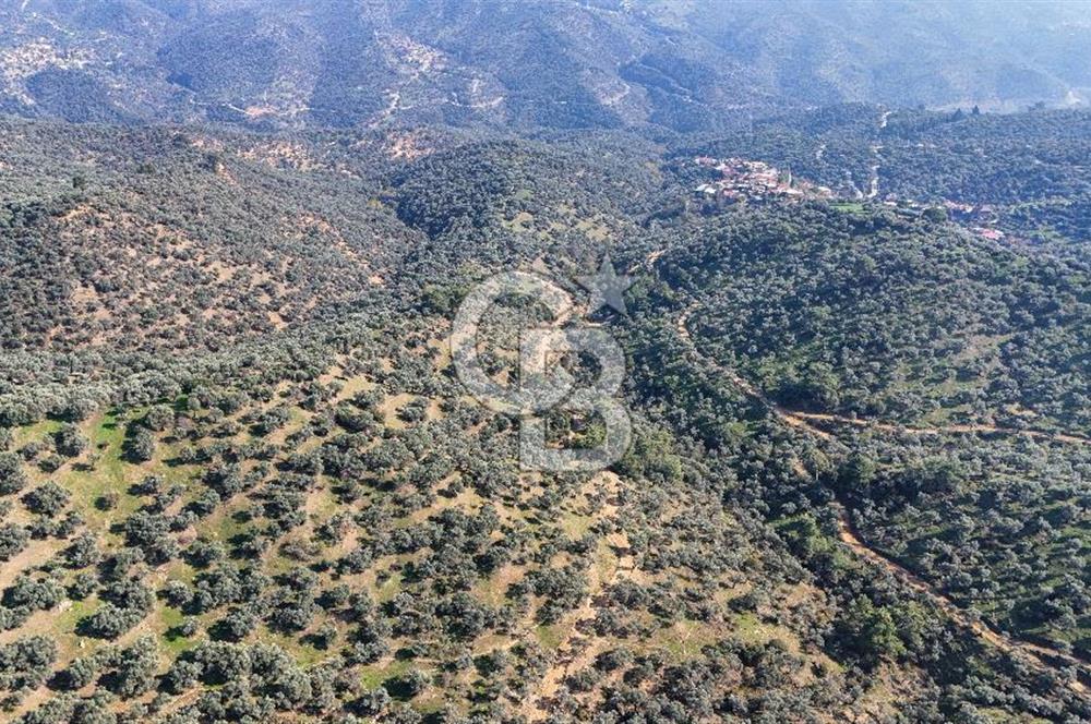 Bayındır Çenikler'de Satılık Zeytinlik