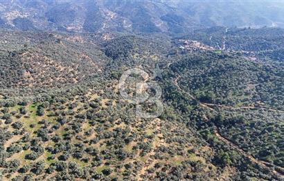 Bayındır Çenikler'de Satılık Zeytinlik