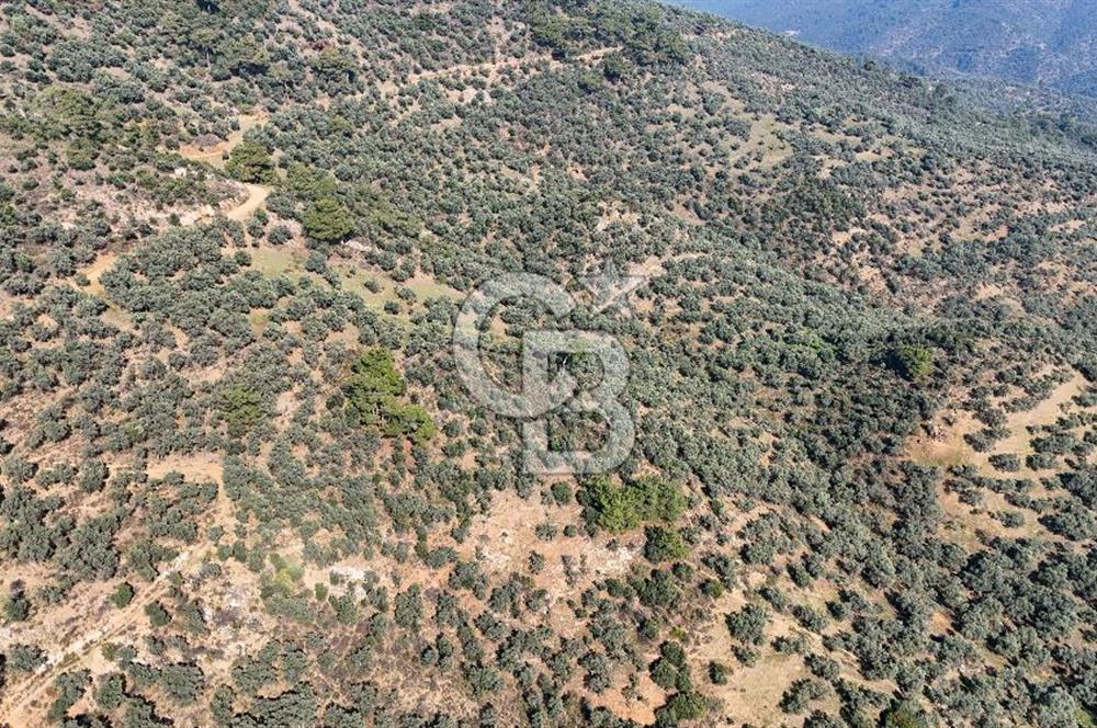 Bayındır Çenikler'de Satılık Zeytinlik