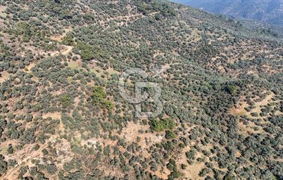 Bayındır Çenikler'de Satılık Zeytinlik