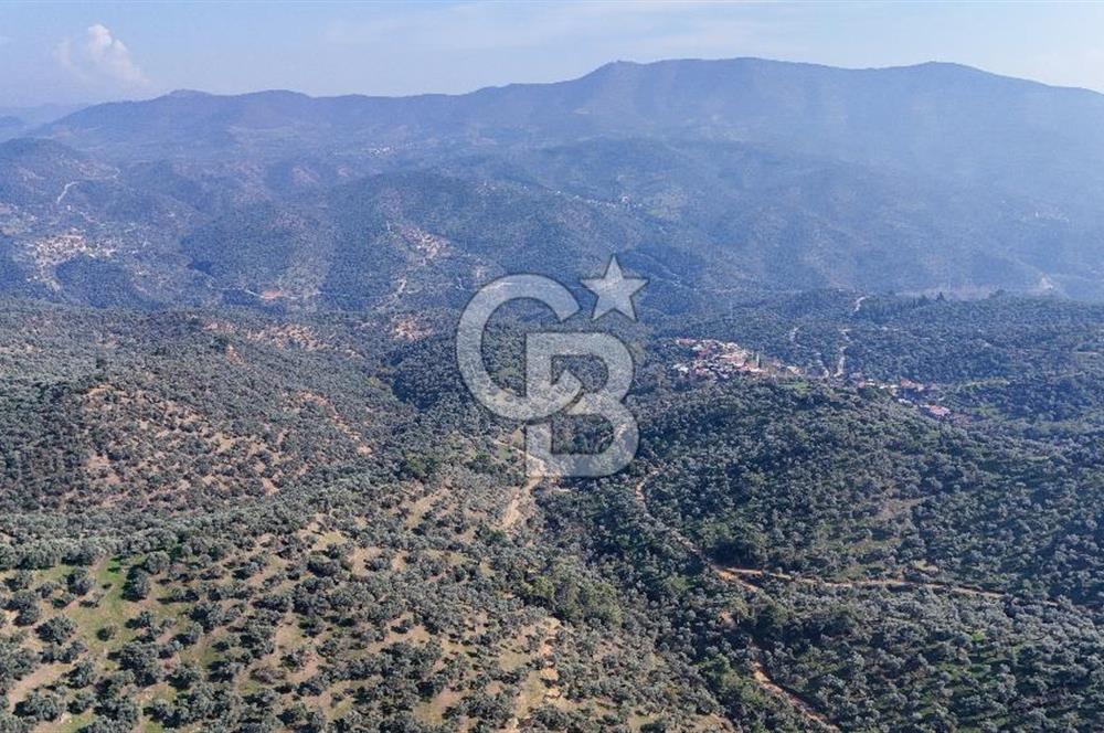 Bayındır Çenikler'de Satılık Zeytinlik