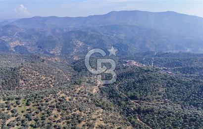 Bayındır Çenikler'de Satılık Zeytinlik