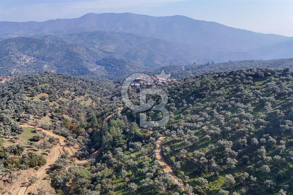 Bayındır Çenikler'de Satılık Zeytinlik