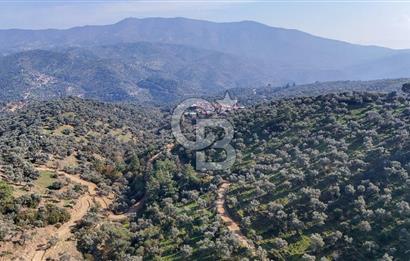 Bayındır Çenikler'de Satılık Zeytinlik