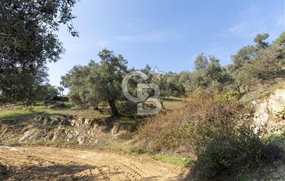 Bayındır Çenikler'de Satılık Zeytinlik