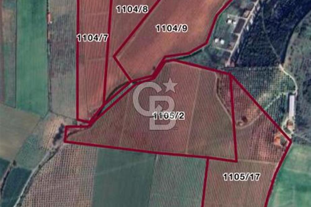 Menderes Gölcükler Kadastral Yolu, Altyapısı ve Evi Bulunan  Zeytinlik