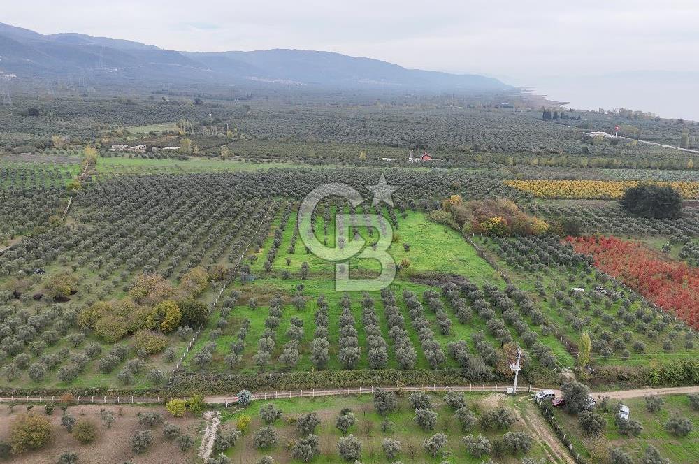 BURSA ORHANGAZİ ÜREĞİL'DE 20.221 M² SATILIK TARLA (ZEYTİNLİK) 