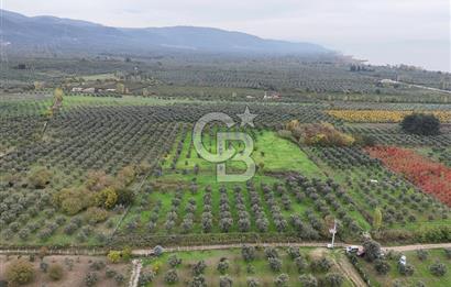 BURSA ORHANGAZİ ÜREĞİL'DE 20.221 M² SATILIK TARLA (ZEYTİNLİK) 