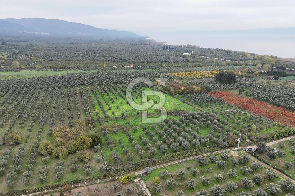 BURSA ORHANGAZİ ÜREĞİL'DE 20.221 M² SATILIK TARLA (ZEYTİNLİK) 