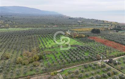 BURSA ORHANGAZİ ÜREĞİL'DE 20.221 M² SATILIK TARLA (ZEYTİNLİK) 