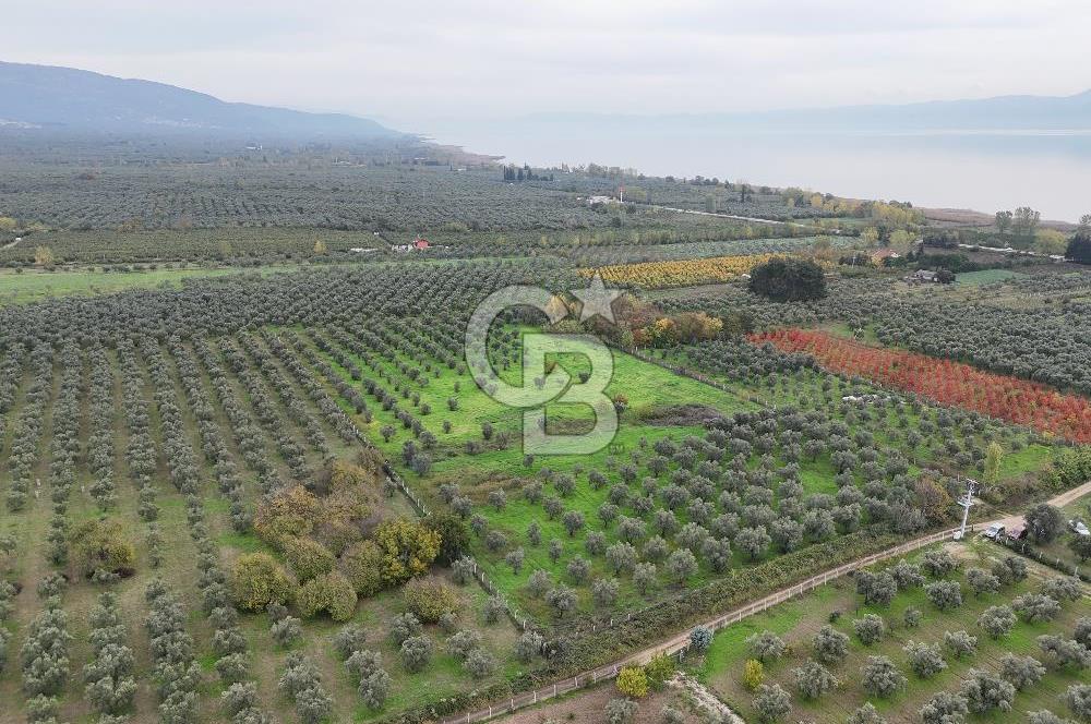 BURSA ORHANGAZİ ÜREĞİL'DE 20.221 M² SATILIK TARLA (ZEYTİNLİK) 