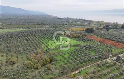 BURSA ORHANGAZİ ÜREĞİL'DE 20.221 M² SATILIK TARLA (ZEYTİNLİK) 