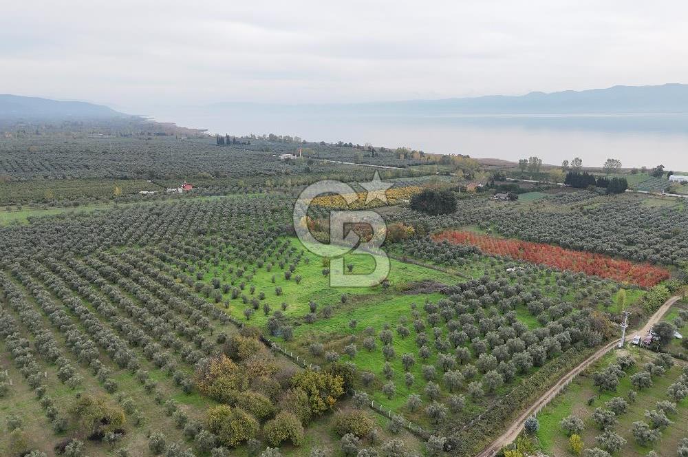 BURSA ORHANGAZİ ÜREĞİL'DE 20.221 M² SATILIK TARLA (ZEYTİNLİK) 