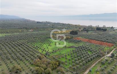BURSA ORHANGAZİ ÜREĞİL'DE 20.221 M² SATILIK TARLA (ZEYTİNLİK) 