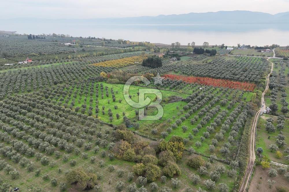 BURSA ORHANGAZİ ÜREĞİL'DE 20.221 M² SATILIK TARLA (ZEYTİNLİK) 