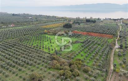 BURSA ORHANGAZİ ÜREĞİL'DE 20.221 M² SATILIK TARLA (ZEYTİNLİK) 