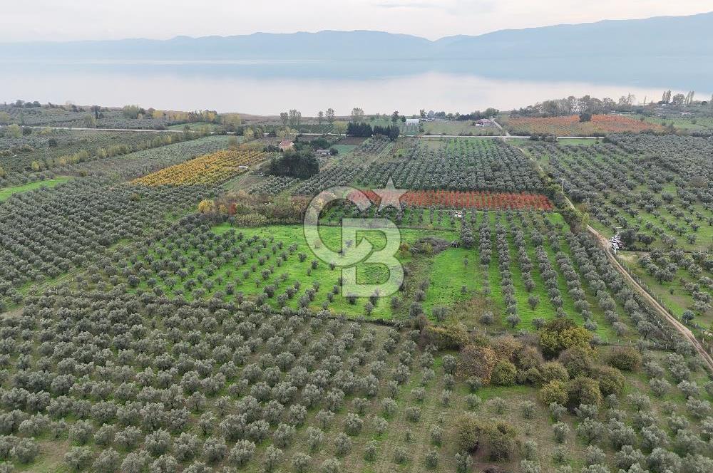 BURSA ORHANGAZİ ÜREĞİL'DE 20.221 M² SATILIK TARLA (ZEYTİNLİK) 