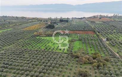 BURSA ORHANGAZİ ÜREĞİL'DE 20.221 M² SATILIK TARLA (ZEYTİNLİK) 