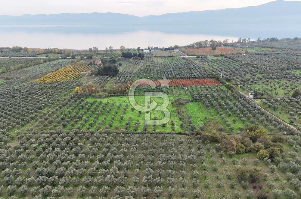 BURSA ORHANGAZİ ÜREĞİL'DE 20.221 M² SATILIK TARLA (ZEYTİNLİK) 