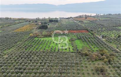 BURSA ORHANGAZİ ÜREĞİL'DE 20.221 M² SATILIK TARLA (ZEYTİNLİK) 