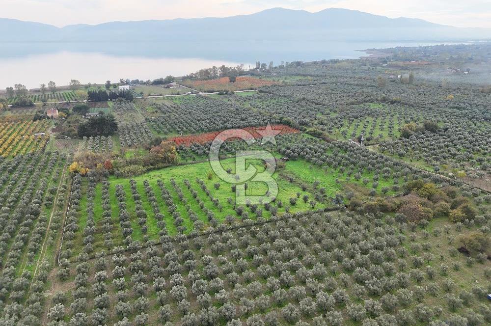 BURSA ORHANGAZİ ÜREĞİL'DE 20.221 M² SATILIK TARLA (ZEYTİNLİK) 
