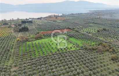 BURSA ORHANGAZİ ÜREĞİL'DE 20.221 M² SATILIK TARLA (ZEYTİNLİK) 