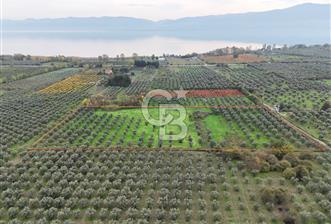 BURSA ORHANGAZİ ÜREĞİL'DE 20.221 M² SATILIK TARLA (ZEYTİNLİK)  - 3 - 313021