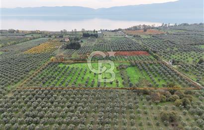 BURSA ORHANGAZİ ÜREĞİL'DE 20.221 M² SATILIK TARLA (ZEYTİNLİK) 