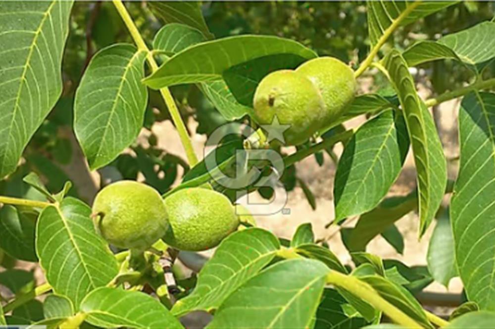 15 Dönüm Yatırımlık Ceviz Bahçesi Gördes / Manisa