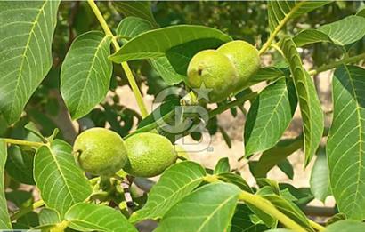 15 Dönüm Yatırımlık Ceviz Bahçesi Gördes / Manisa