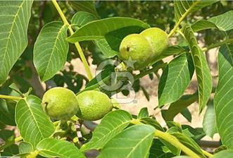 15 Dönüm Yatırımlık Ceviz Bahçesi Gördes / Manisa - 8 - 313050