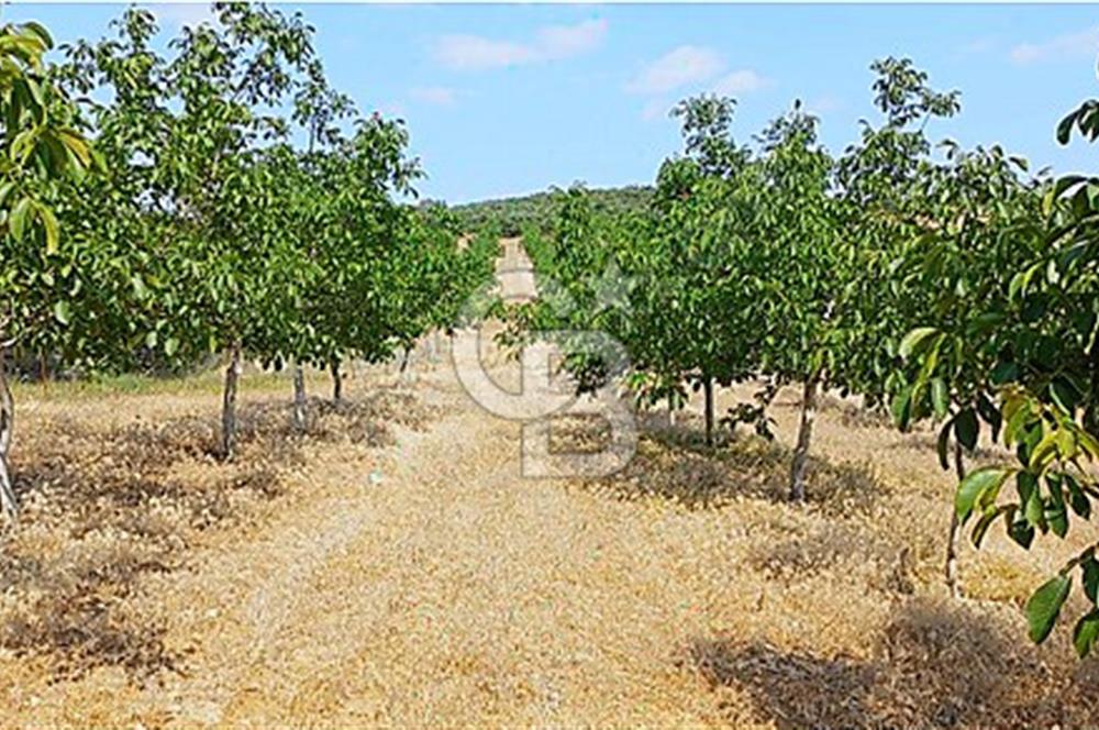 15 Dönüm Yatırımlık Ceviz Bahçesi Gördes / Manisa