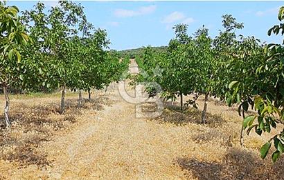 15 Dönüm Yatırımlık Ceviz Bahçesi Gördes / Manisa