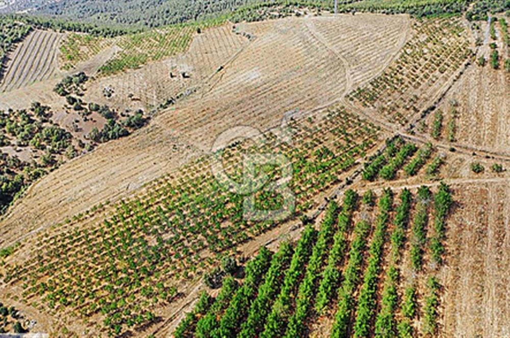 15 Dönüm Yatırımlık Ceviz Bahçesi Gördes / Manisa
